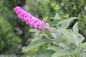Lo and Behold Pink Micro Chip Butterfly Bush Flower Close Up