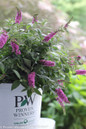 Lo and Behold Pink Micro Chip Butterfly Bush in Proven Winners Pot