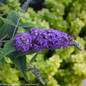 Lo and Behold Purple Haze Butterfly Bush Bloom