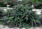 Large Lo and Behold Purple Haze Buddleia Blooming