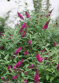 Miss Molly Butterfly Bush Foliage and Flowers