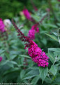 Pink Miss Molly Butterfly Bush Flower