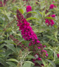 Miss Molly Butterfly Bush flower close-up
