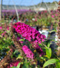 Miss Molly Butterfly Bush sangria red blooms.jpg