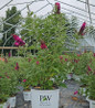 Miss Molly Butterfly Bush #3 container
