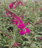 Miss Ruby Butterfly Bush colorful flower spikes