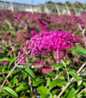 Miss Ruby Butterfly Bush vivid pink blooms
