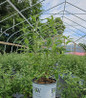 Miss Ruby Butterfly Bush nursery container plant