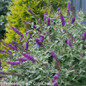 Miss Violet Butterfly Bush Blooming