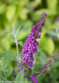 Miss Violet Buddleia Blooms