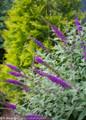 Miss Violet Butterfly Bush Next To Arborvitae