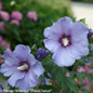 2 Azurri Blue Satin Rose of Sharon Flowers