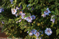 Azurri Blue Satin Rose of Sharon Shrub With Blooms