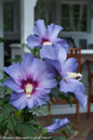 Azurri Blue Satin Rose of Sharon Flowers