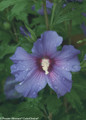 Azurri Blue Satin Rose of Sharon Flower With Water