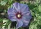 Azurri Blue Satin Rose of Sharon Flower in the Sunlight