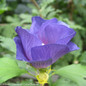 Azurri Blue Satin Rose of Sharon Flower Opening Up