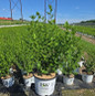 Azurri Blue Satin® Rose of Sharon