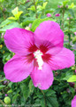 Lil Kim Violet Rose of Sharon Flower Close Up