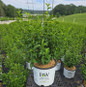 Lil' Kim® Violet Dwarf Rose of Sharon in pot