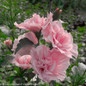 Pink Chiffon Rose of Sharon Flowers Blooming