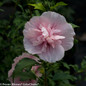 Pink Chiffon Rose of Sharon Bloom Up Close