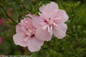 Pink Chiffon Rose of Sharon Flower Cluster