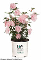 Pink Chiffon Rose of Sharon In Proven Winners Pot