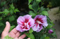 Purple Pillar Rose of Sharon Flowers Close Up