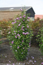 Purple Pillar Hibiscus Shrub With Flowers