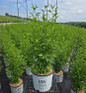 Purple Pillar® Rose of Sharon in pot