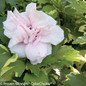 Sugar Tip Rose of Sharon Flower Petals Close Up