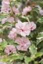 Sugar Tip Rose of Sharon Leaves and Blooms