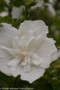 White Chiffon Hibiscus Flower