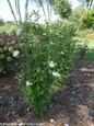 White Pillar Rose of Sharon Shrubs Under the Tree