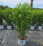 White Pillar® Rose of Sharon in nursery