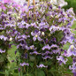 Stand By Me Lavender Clematis Growing on Trellis