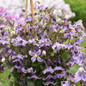 Stand By Me Lavender Clematis Flowers Close Up