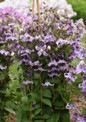 Stand By Me Lavender Clematis Plant