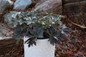 Boom Chocolatta Hardy Geranium Growing in Garden Planter