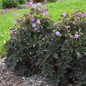 Boom Chocolatta Hardy Geranium Plants in the Garden With Mulch