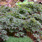 Boom Chocolatta Hardy Geranium foliage