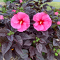 Summerific® Edge Of Night Hibiscus Flowers and Dark Foliage