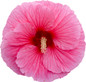 Summerific® Edge Of Night Hibiscus Flower Petals