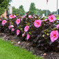 Summerific® Edge Of Night Hibiscus in the garden