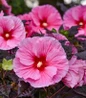 Summerific® Edge of Night Rose Mallow flower close up
