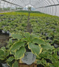 Shadowland® Hope Springs Eternal Hosta i nursery