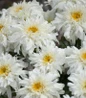 Amazing Daisies® Marshmallow Shasta Daisy covered in blooms
