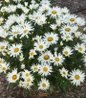 Amazing Daisies® Spun Silk Shasta Daisy blooming top view