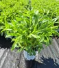 Amazing Daisies® Spun Silk Shasta Daisy in nursery